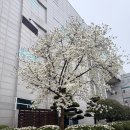 민주공원중극장 | 부산 꽃구경 겹벚꽃 명소 ‘부산민주공원’ 실시간 개화 시기