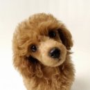 리얼허브애견카페 이미지