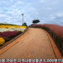 [전라남도] 화순고인돌 가을꽃 축제🎶 이미지