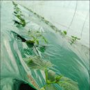 봉황농장 이미지