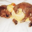 동물농장 이미지