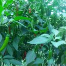 정명농장 이미지