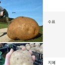 대관령토종한우 이미지