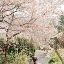 암곡와동경로당 | 23년4월4일기준/경주벚꽃출사_벚꽃스팟 꿀팁