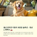 제주 멍냥 펫택시 | 울산 멍냥e 펫택시 후기