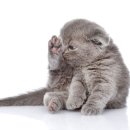 뭉치, 그루밍 이미지