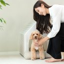 강아지집 이미지