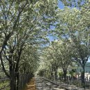 팔복어린이집 | [전주]전주 팔복동 이팝나무 철길 지금이 절정! 방문 후기 &amp; 꿀팁
