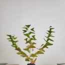 플랜츠플로라 네이버블로그