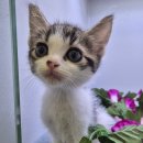 오즈캣 DMC점 이미지