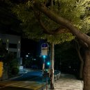 목스(Mox) | 부산 크리스마스 트리 카페 추천 송도 드라이브 코스로 방문하기 좋은 [목스MOC]