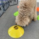 뽀글뽀글 반려견 유치원&호텔 이미지