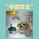 수멍발소 이미지