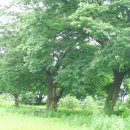 왕소나무길 이미지