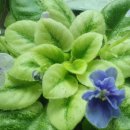 도도버드 이미지