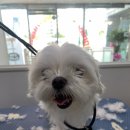 멍멍이 미장원 이미지