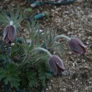 민들레농장 이미지