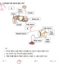 항생제 내성, 혈액저장,무의식적반응,발생모식도,진화순서 이미지