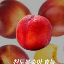 천도복숭아 칼로리 보관 후숙 방법 이미지