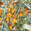 신성2호 이미지