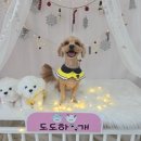 더 도도하개 이미지