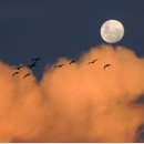 요가MOON 이미지