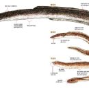 팔팔민물장어, 바다축제(반포점) | 뱀장어 이야기