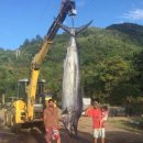 515kg 기록적인 물고기 잡혀 이미지