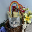 오독안심분양센터 강아지분양 고양이분양 대구점 이미지