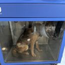 신도안동물병원
