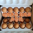 화제골 싱싱 유정란 | 싱싱한 자연방사유정란 - 생명품은 화제골 싱싱 유정란 60구!