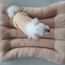 하나행운켄넬 이미지