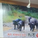 제주충세흑돼지 이미지