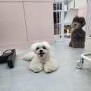 도톨그루밍 네이버블로그