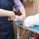 아담스펫살롱 이미지