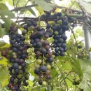 신무농장 이미지