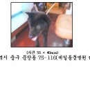 [대전 중구청] 진돗개(흑구) . 말티즈 (2007-8-7 까지) 이미지