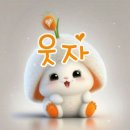 지오애견미용샵 이미지