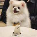 댕킷 | 부산 명지 특별한 강아지 생일 케이크 [댕킷] 내돈내산 후기