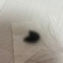 바프독 FRESHGUT 반려동물장내미생물검사 후기