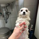 셀레네 동물병원 이미지