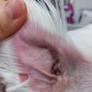 어울동물의료센터 이미지