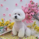 야옹아 멍멍해봐 멍멍스타일 이미지