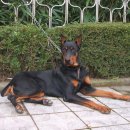 애견이야기 이미지