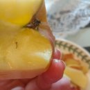 태송농원 | 맛있는 청송사과 태송농원 꿀사과 ~♥