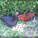 큰나무집 이미지