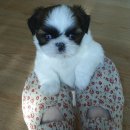 멍멍야옹 이미지