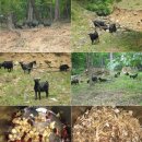 명품염소농장 이미지