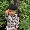 대박농장 | 1인 6만원의 행복! 부여 서울농장 1박 2일 후기 (숙박+4끼 식사+선물까지 갓성비 대박 🍓🍚)