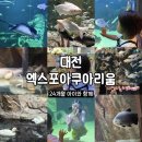 대전엑스포아쿠아리움 아이와 다녀온 후기 주차 할인 공연시간 총정리
